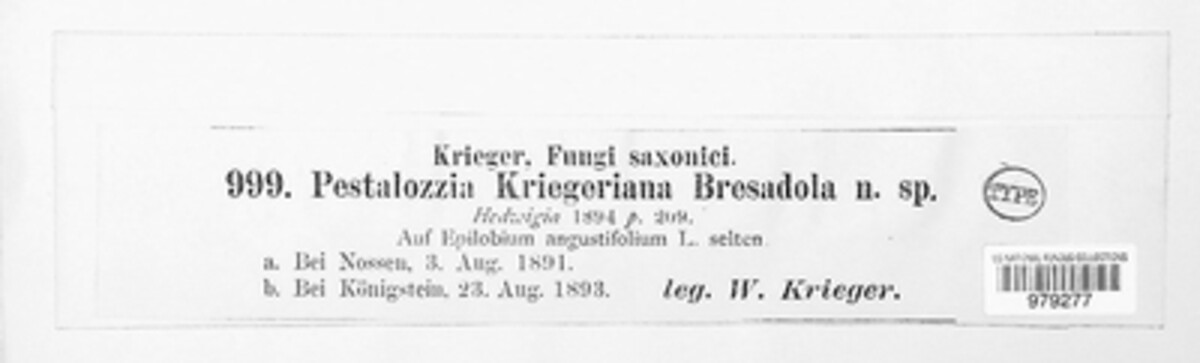 Allelochaeta kriegeriana image